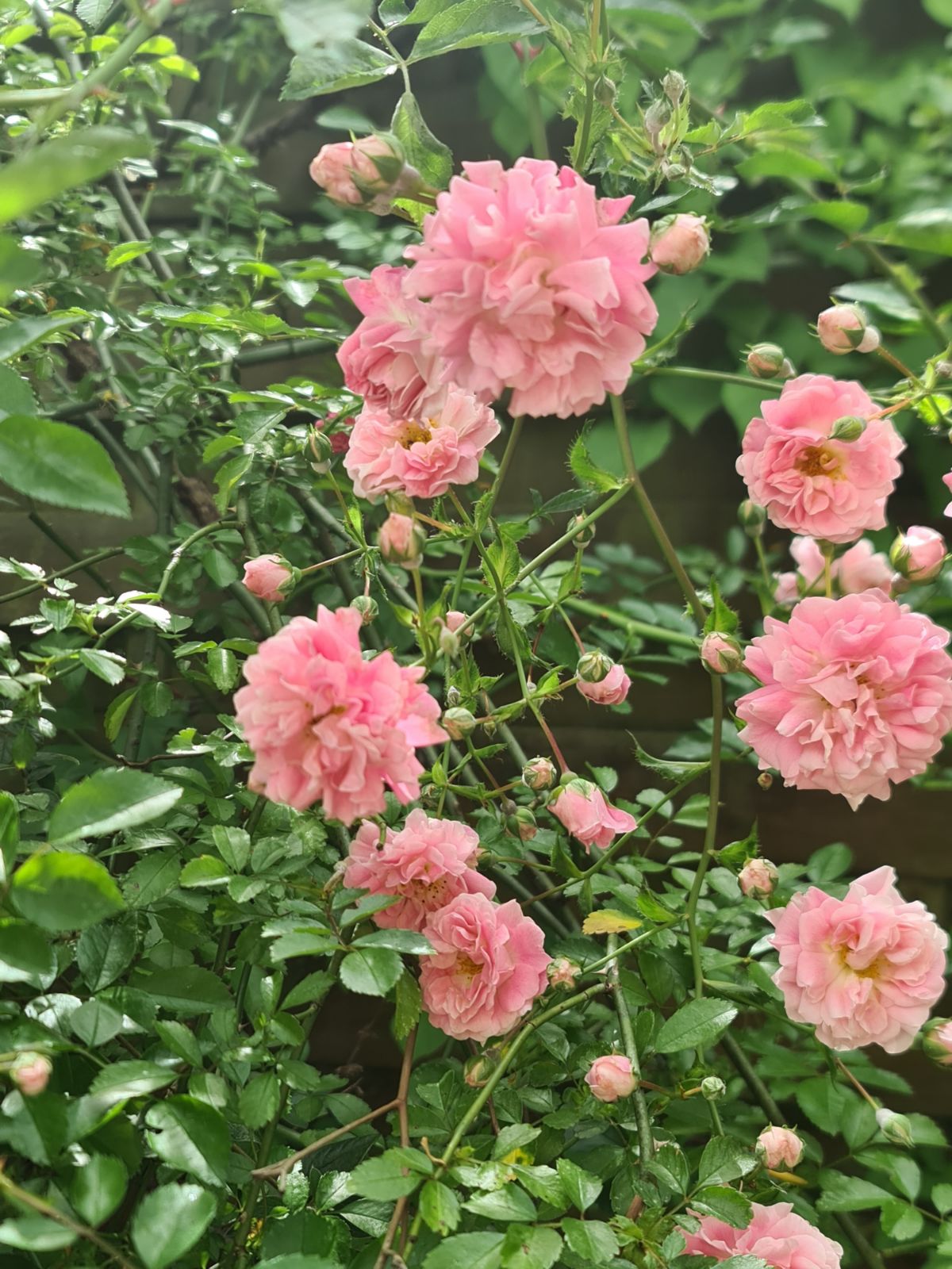Rosier